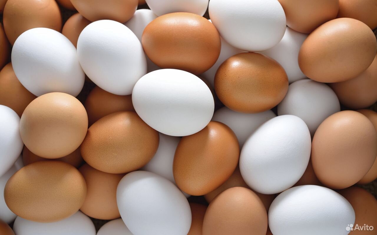Домашняя куриные яйцо купить на Зозу.ру - фотография № 1