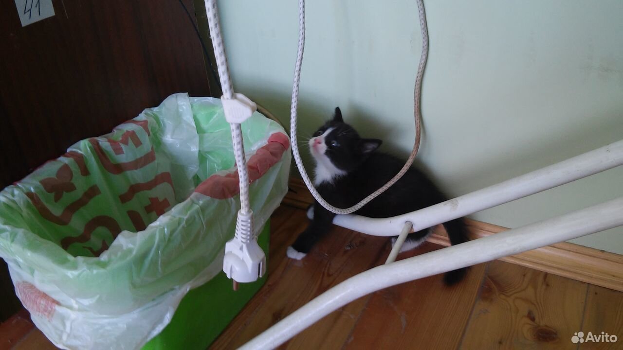 Котёнок купить на Зозу.ру - фотография № 7
