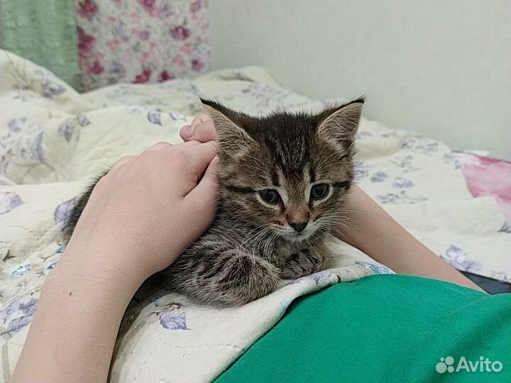 Кошечка 1.5 месяца купить на Зозу.ру - фотография № 1