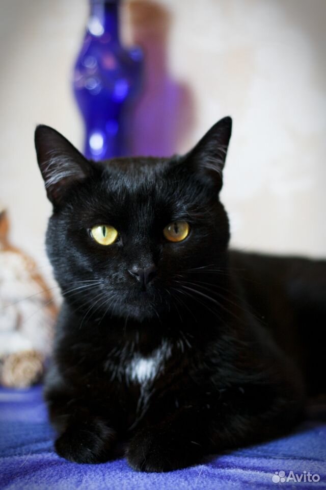 Черный кот в добрые руки купить на Зозу.ру - фотография № 3