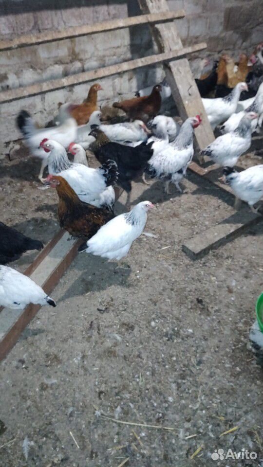 Цыплята 4 мес купить на Зозу.ру - фотография № 1