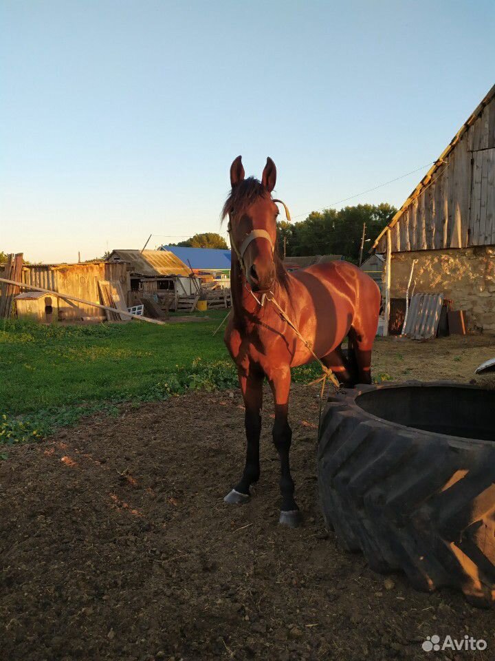 Жеребец.лошадь.конь купить на Зозу.ру - фотография № 3