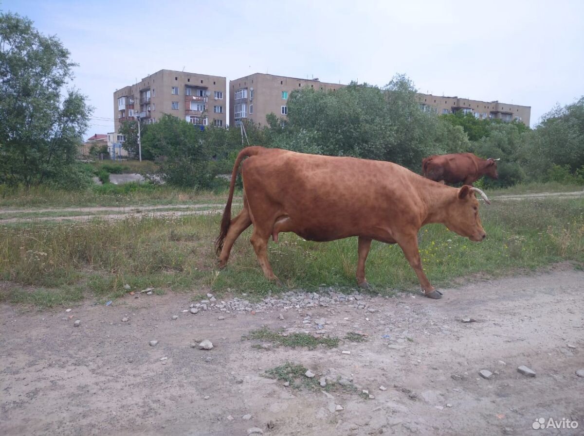 Корова 7 отелом купить на Зозу.ру - фотография № 1