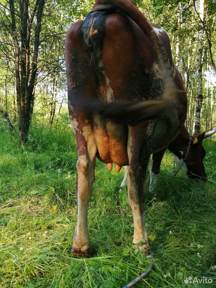 Продам дойную корову купить на Зозу.ру - фотография № 4