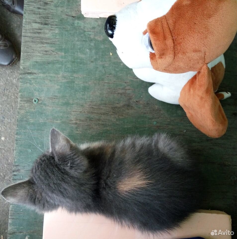 Котенок девочка трехцветная купить на Зозу.ру - фотография № 3