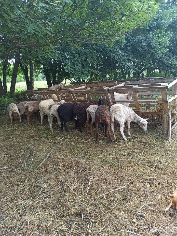 Бараны, овцы купить на Зозу.ру - фотография № 5