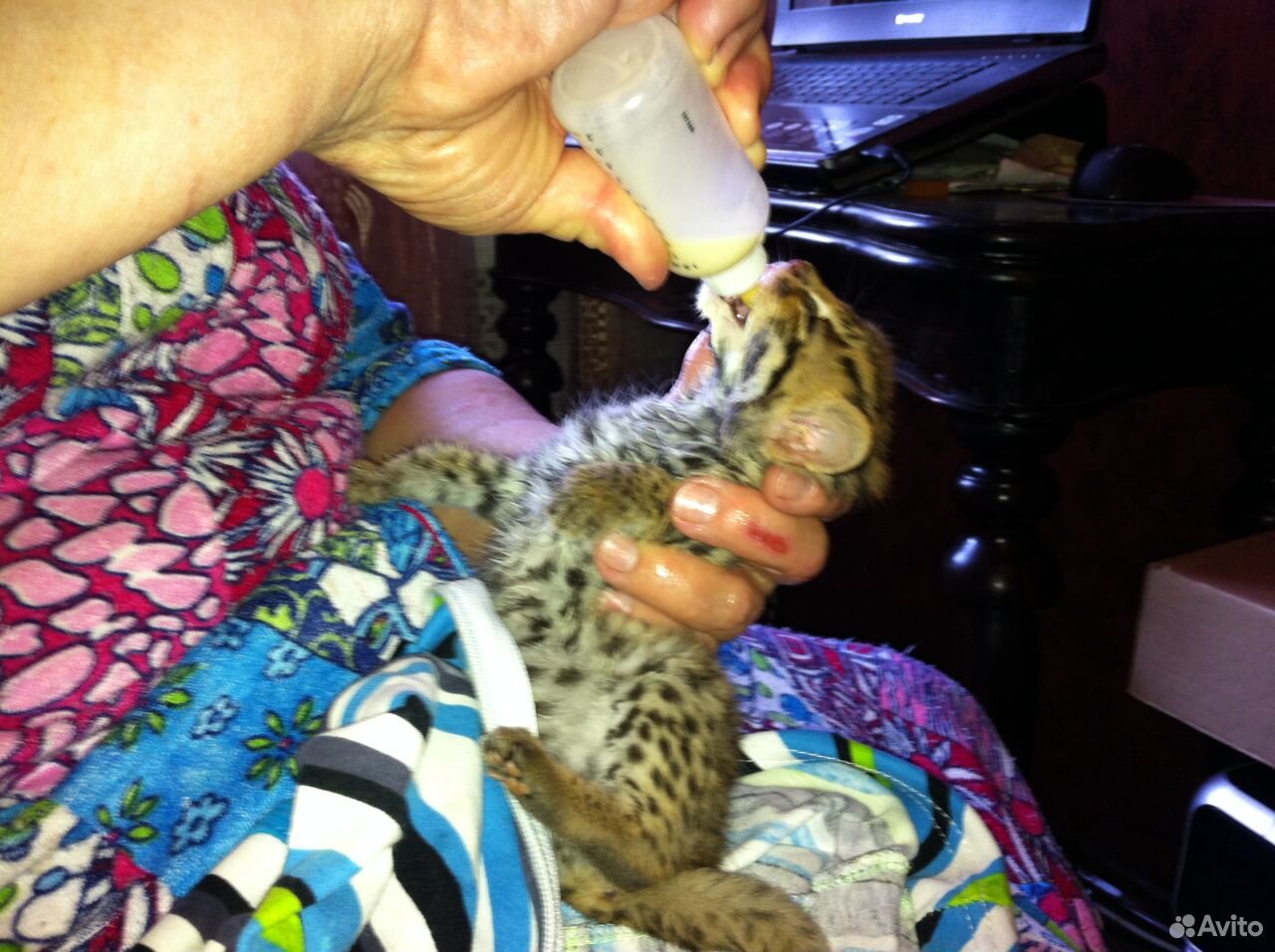 Азиатская леопардовая кошка ириска купить на Зозу.ру - фотография № 1