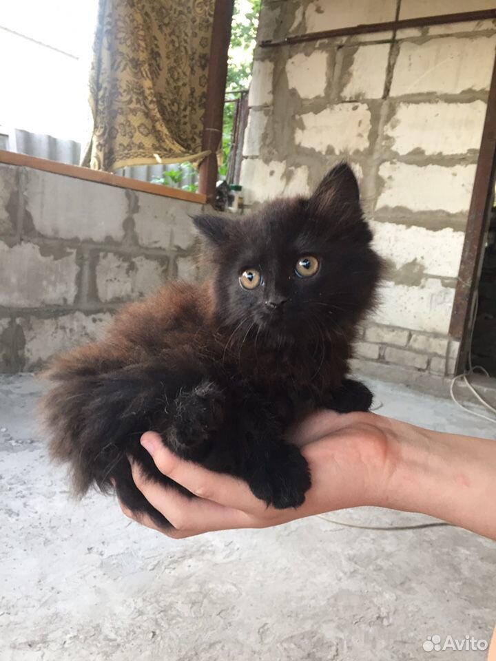Чёрная кошка купить на Зозу.ру - фотография № 1