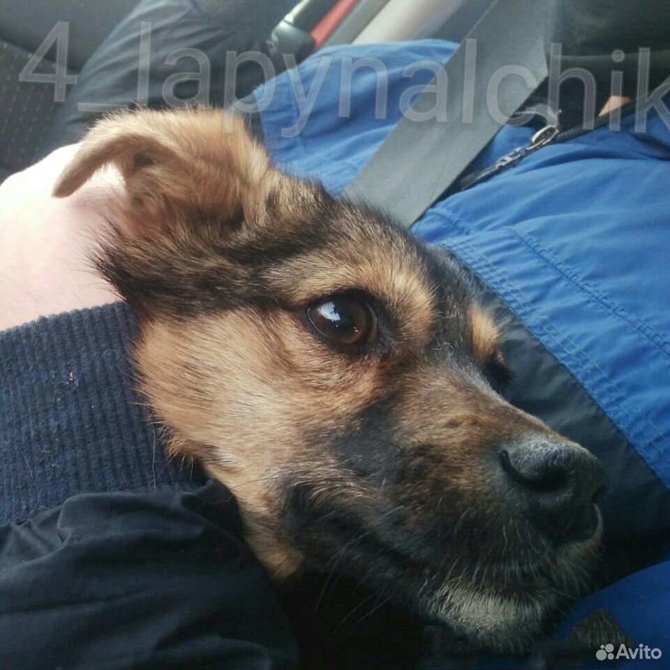 Ищет самую добрую семью маленькая собачка-инвалид купить на Зозу.ру - фотография № 4