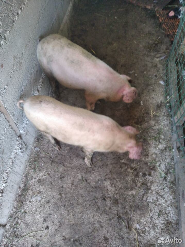 Свиньи 2шт 2 месяца породу не знаем купить на Зозу.ру - фотография № 1