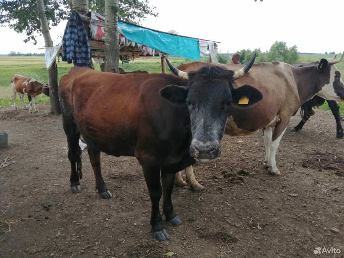 Коровы купить на Зозу.ру - фотография № 3