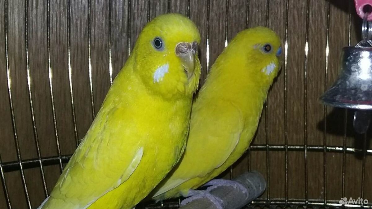 Попугаи пара молодая купить на Зозу.ру - фотография № 1