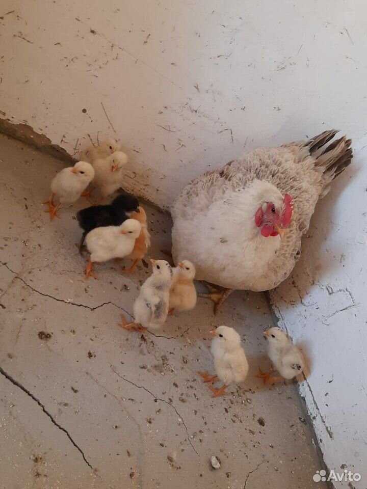 Курица с 11 цыплятами купить на Зозу.ру - фотография № 2