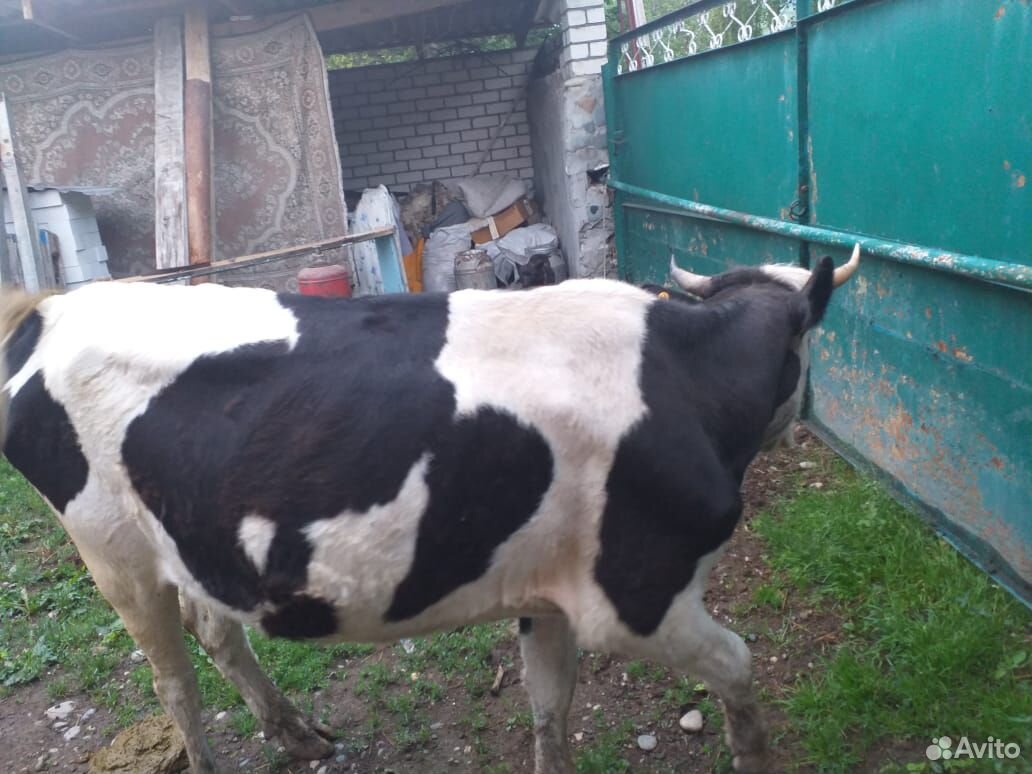 Продаю корову (первотелка) 4 года и теленка 4мес купить на Зозу.ру - фотография № 2