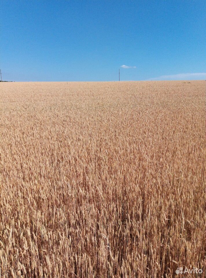 Урожай пшеницы 2020 купить на Зозу.ру - фотография № 1