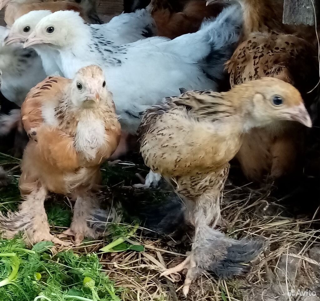 Породистые цыплята брама купить на Зозу.ру - фотография № 1