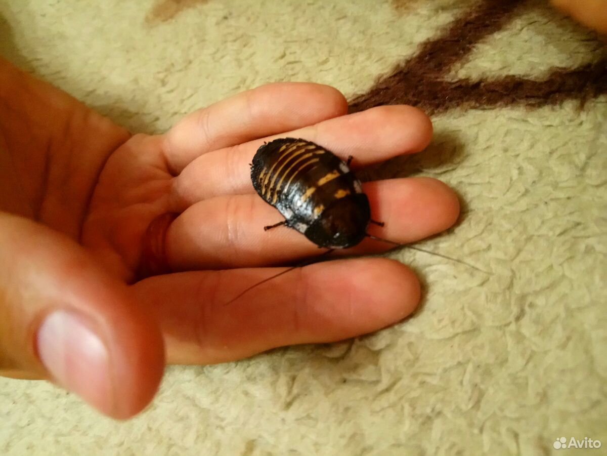 Мадагаскарские шипящие тараканы в добрые руки купить на Зозу.ру - фотография № 5