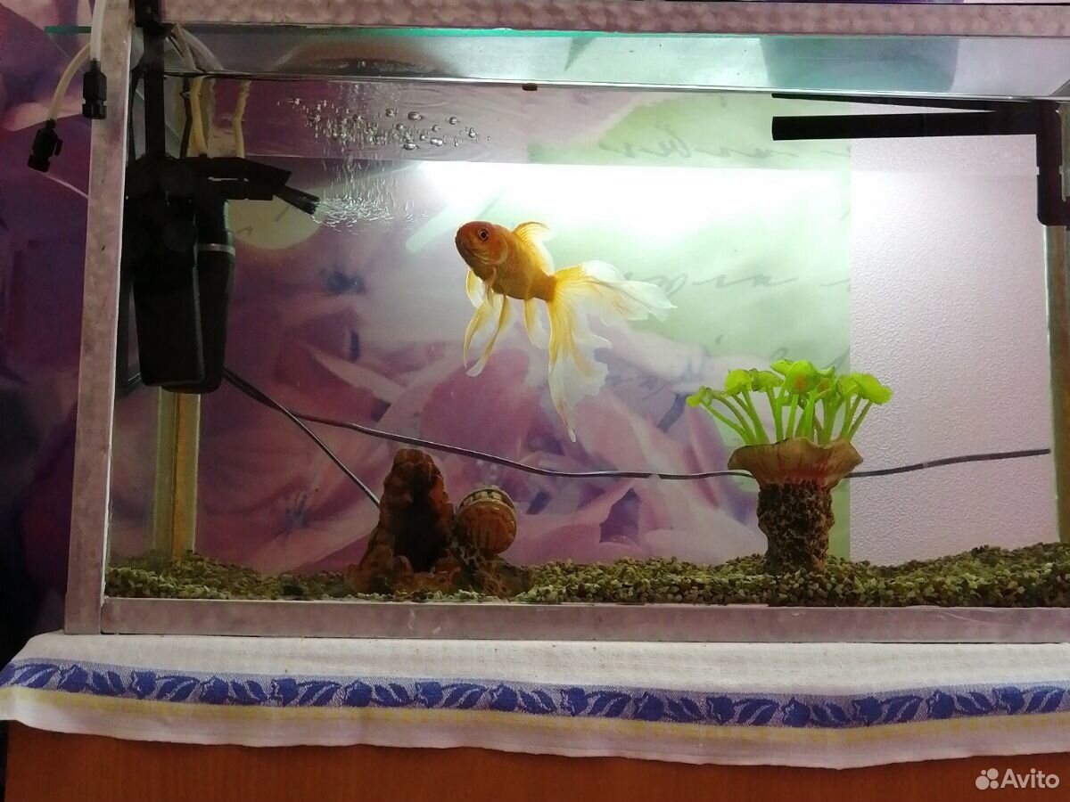 Золотая рыбка с аквариумом купить на Зозу.ру - фотография № 1