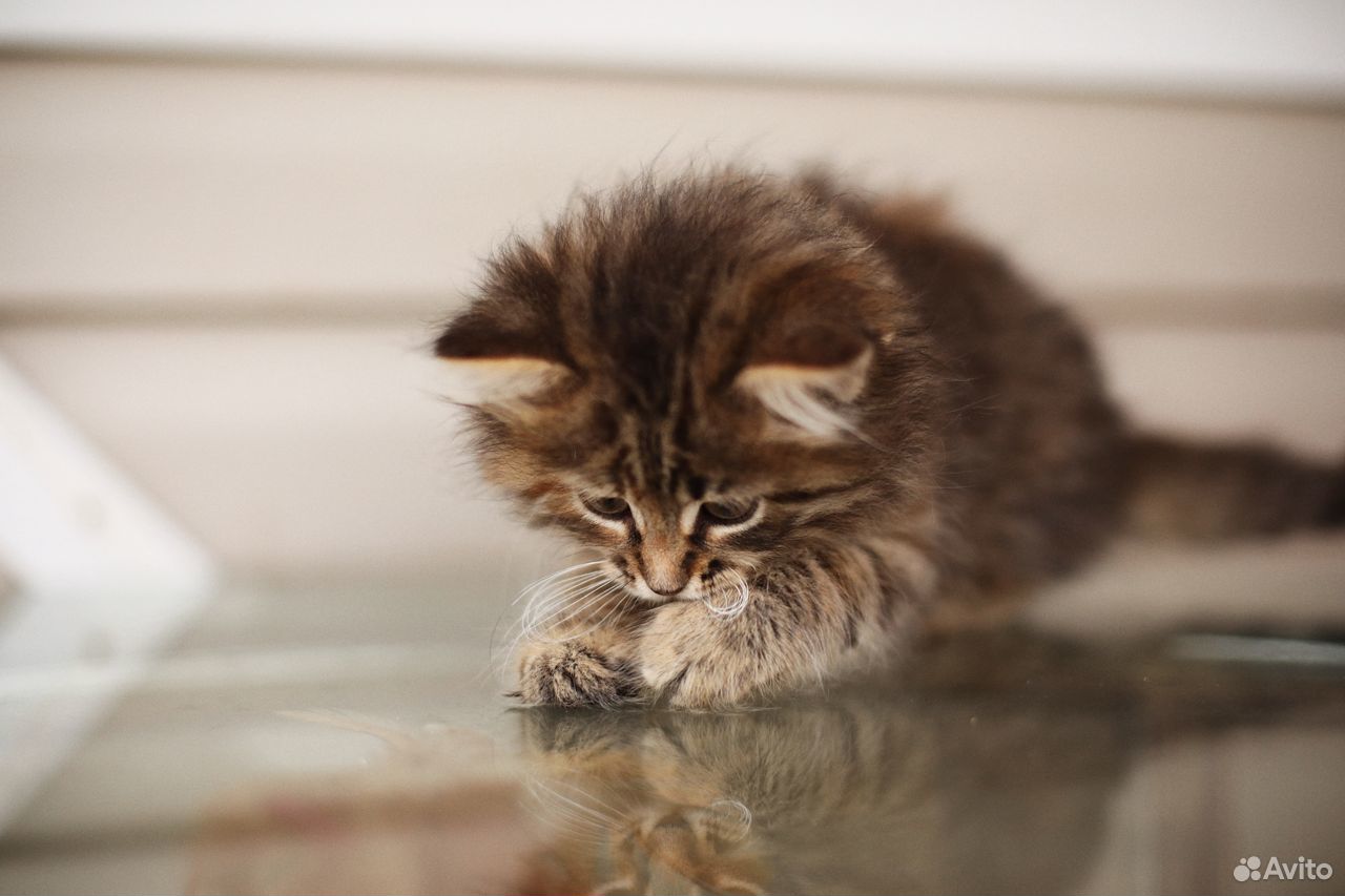 маленькие котята в хорошие руки. маленькие котята в добрые руки. рыжие котята в добрые. взять маленького котенка в добрые руки. кошки маленькие милые пушистые.