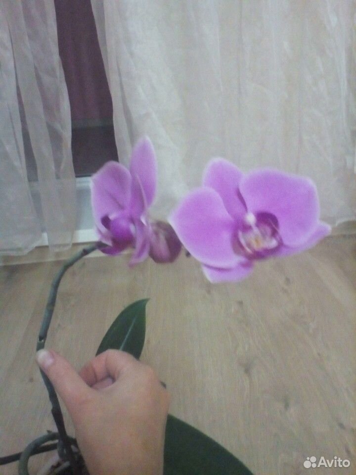 Орхидея домашняя купить на Зозу.ру - фотография № 1