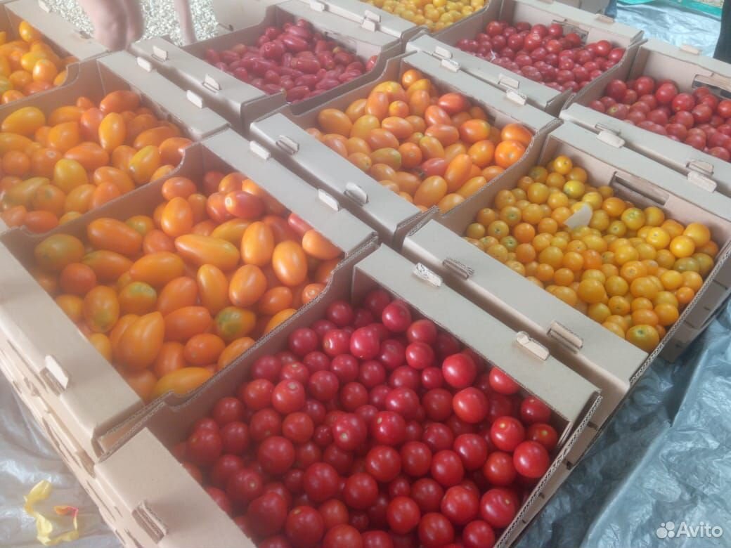 Кукуруза, капусты, баклажан, перец, арбуз, томаты купить на Зозу.ру - фотография № 7