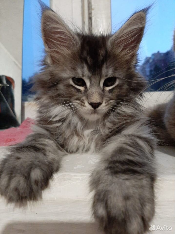 Котёнок мейн-куна 1.5 месяца купить на Зозу.ру - фотография № 1