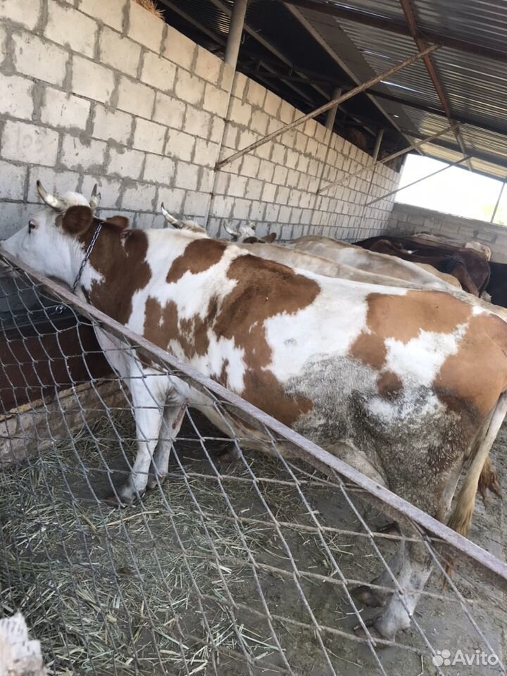 Продаются дойные коровы купить на Зозу.ру - фотография № 1