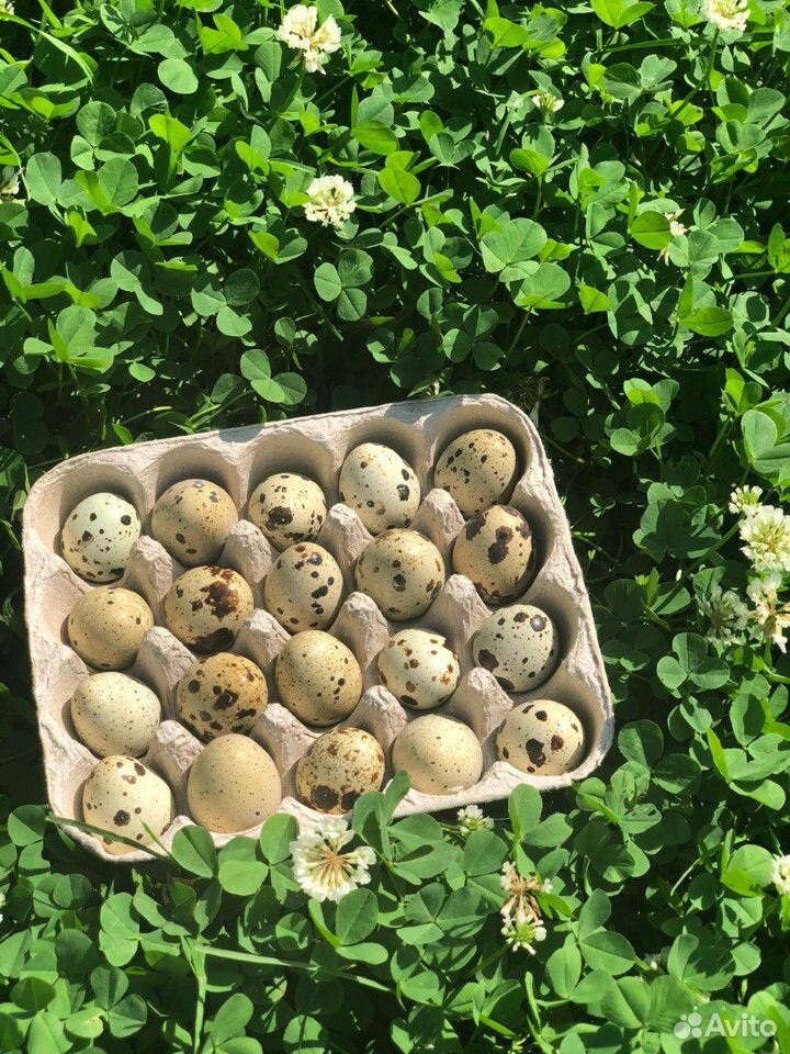 Яйца перепелиные домашние купить на Зозу.ру - фотография № 1