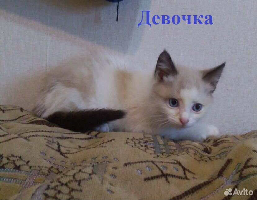 Милые котята ищут дом купить на Зозу.ру - фотография № 6