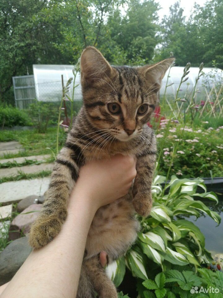 Котик в добрые руки купить на Зозу.ру - фотография № 2