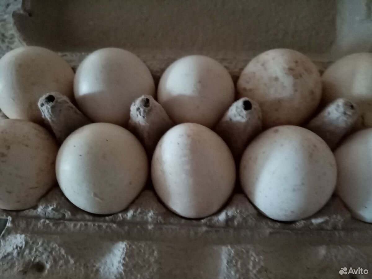 Яйца индюшки купить на Зозу.ру - фотография № 1