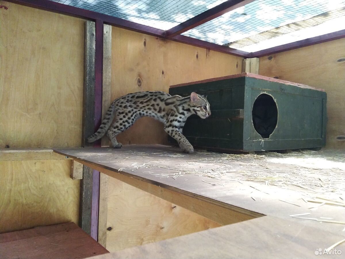 Для вязок алки или леопардовые коты купить на Зозу.ру - фотография № 3