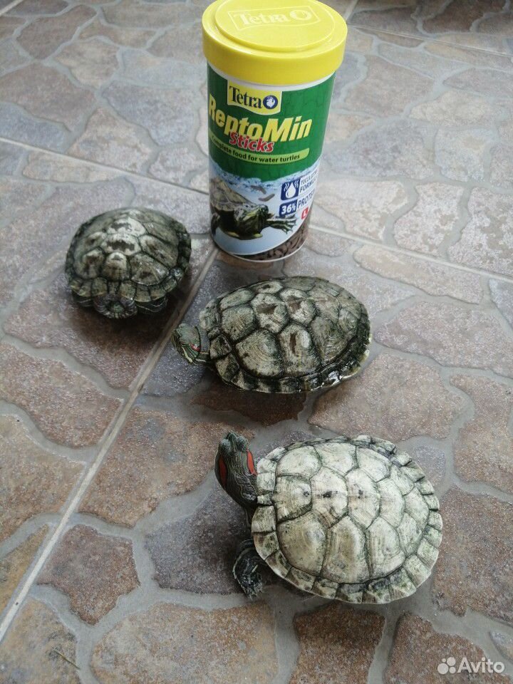 Черепахи красноухие купить на Зозу.ру - фотография № 3