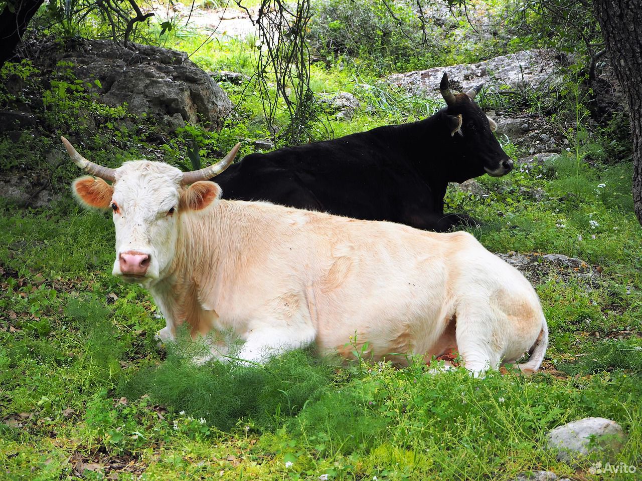 Продаётся корова из под Красной Горбатки купить на Зозу.ру - фотография № 1