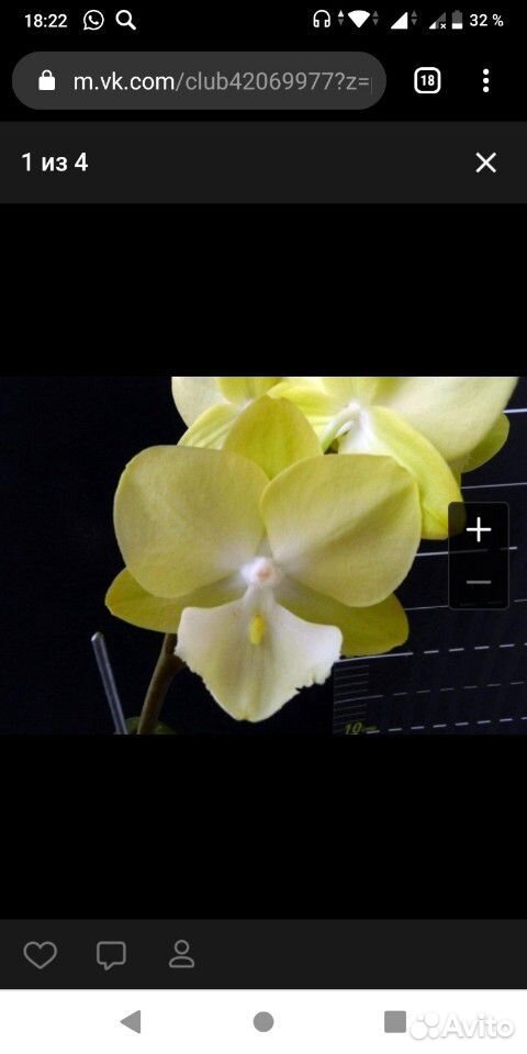 Орхидея Tying Shin Melody купить на Зозу.ру - фотография № 1