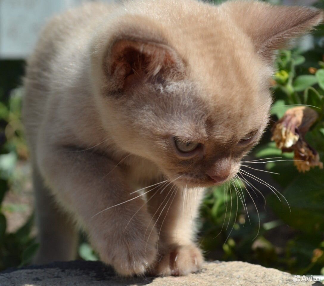 Бурманская-кот купить на Зозу.ру - фотография № 5