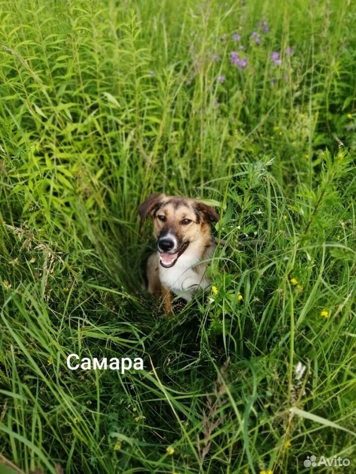 Подростки щенки купить на Зозу.ру - фотография № 5