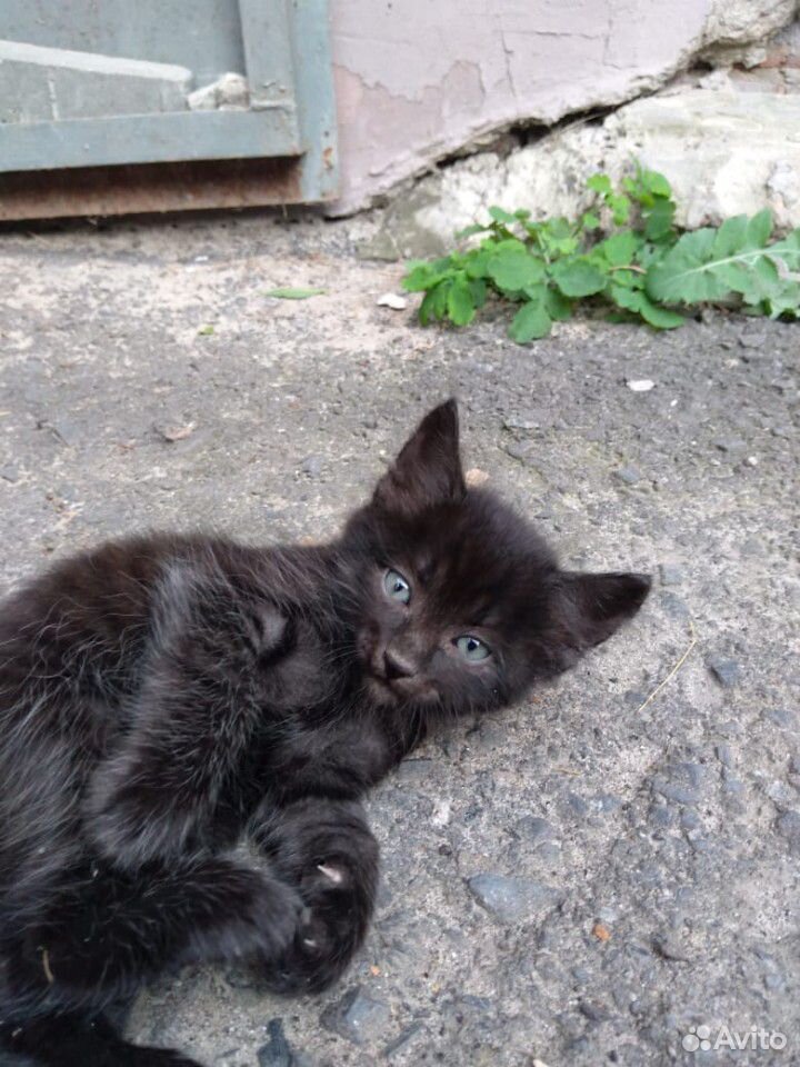 Черные котята купить на Зозу.ру - фотография № 1