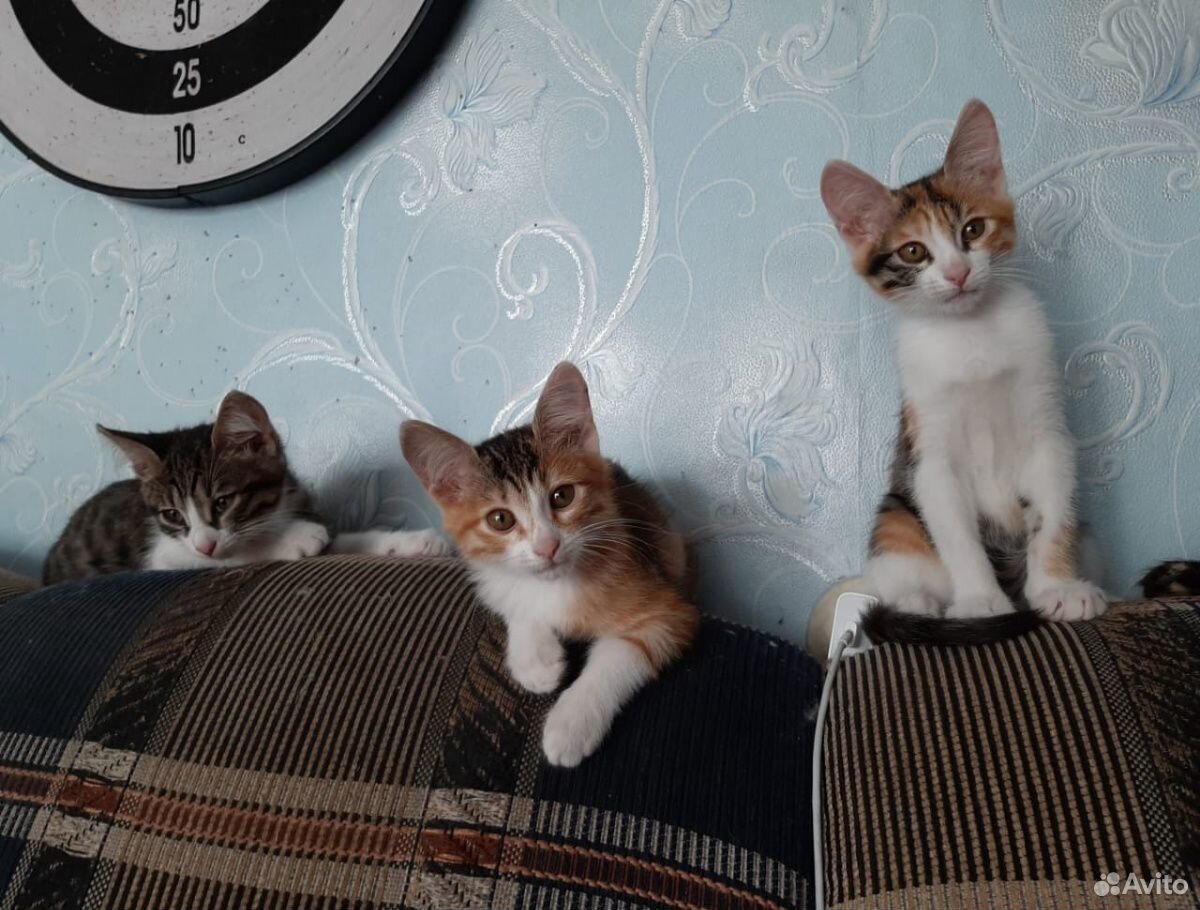 Самые лучшие котята ищут семью купить на Зозу.ру - фотография № 2