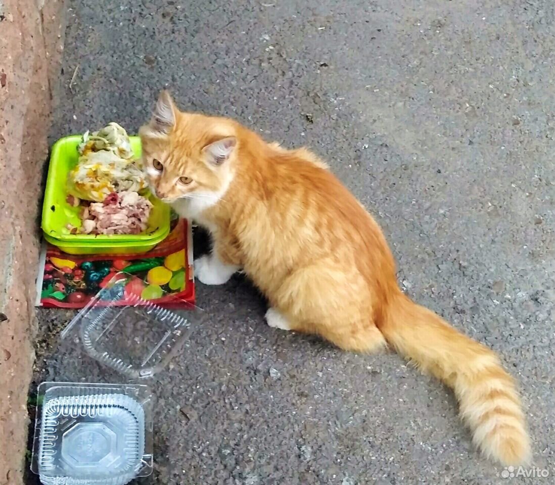 Рыжий котик купить на Зозу.ру - фотография № 3