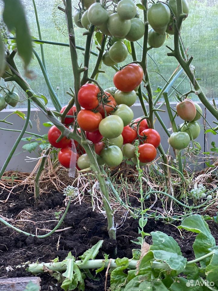 Домашние помидоры купить на Зозу.ру - фотография № 1