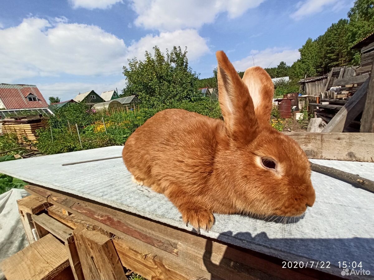 Крольчата нзк купить на Зозу.ру - фотография № 5