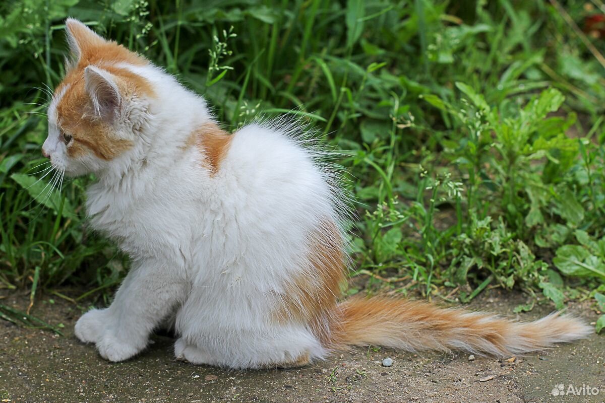 Кошечка белая с рыжим 3 месяца купить на Зозу.ру - фотография № 2