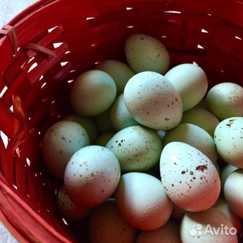 Селадон. Яйцо, птенцы купить на Зозу.ру - фотография № 1