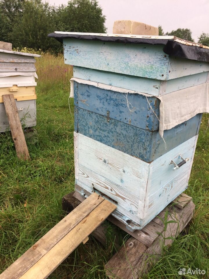 Продаю домики с пчелиными семьями купить на Зозу.ру - фотография № 1
