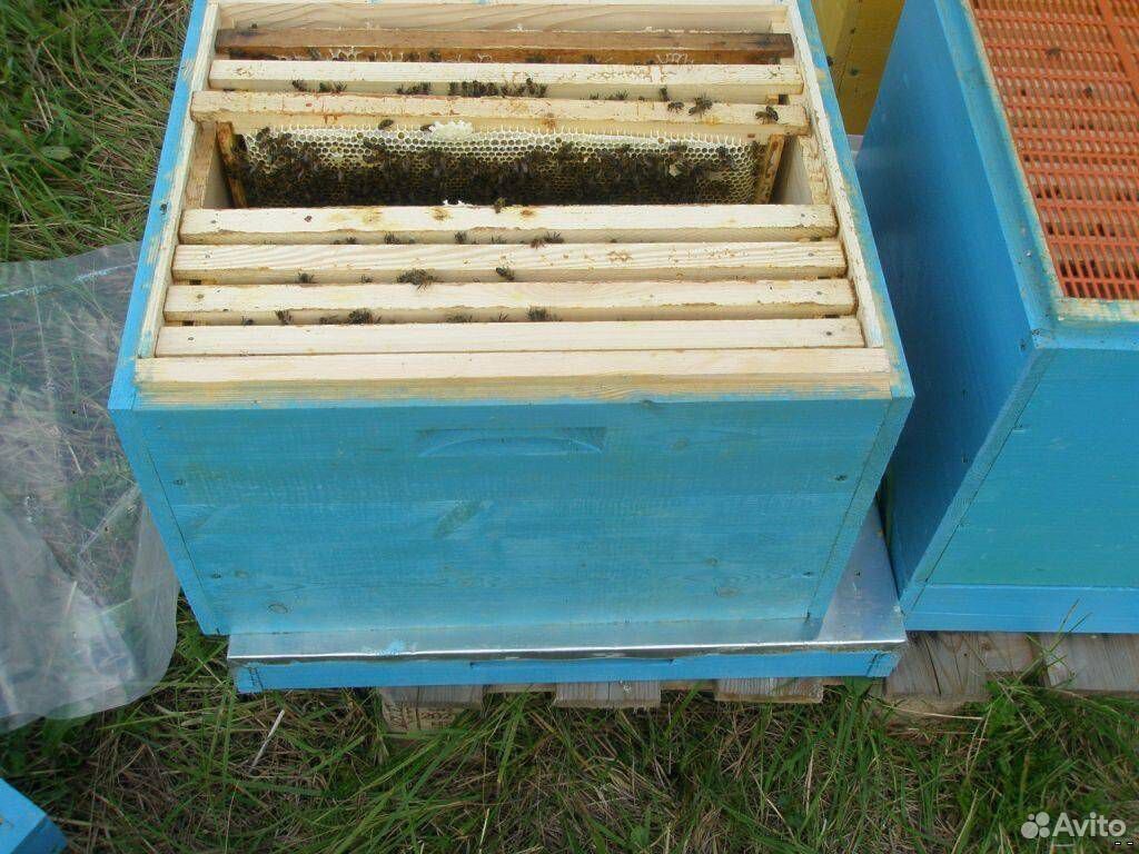 Продам ульи вместе с пчелами купить на Зозу.ру - фотография № 1