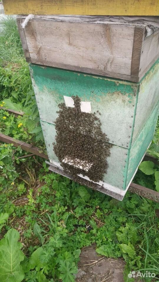 Отводки пчёл купить на Зозу.ру - фотография № 2