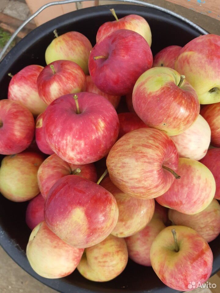 Яблоки домашние свежесобранные купить на Зозу.ру - фотография № 2