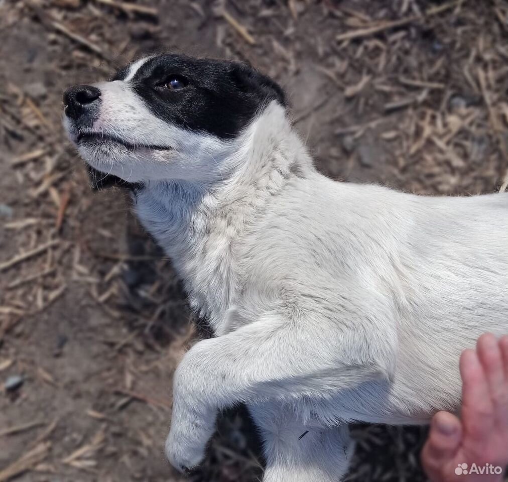 Давайте спасём щенка