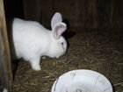 Кролики белый панон объявление продам